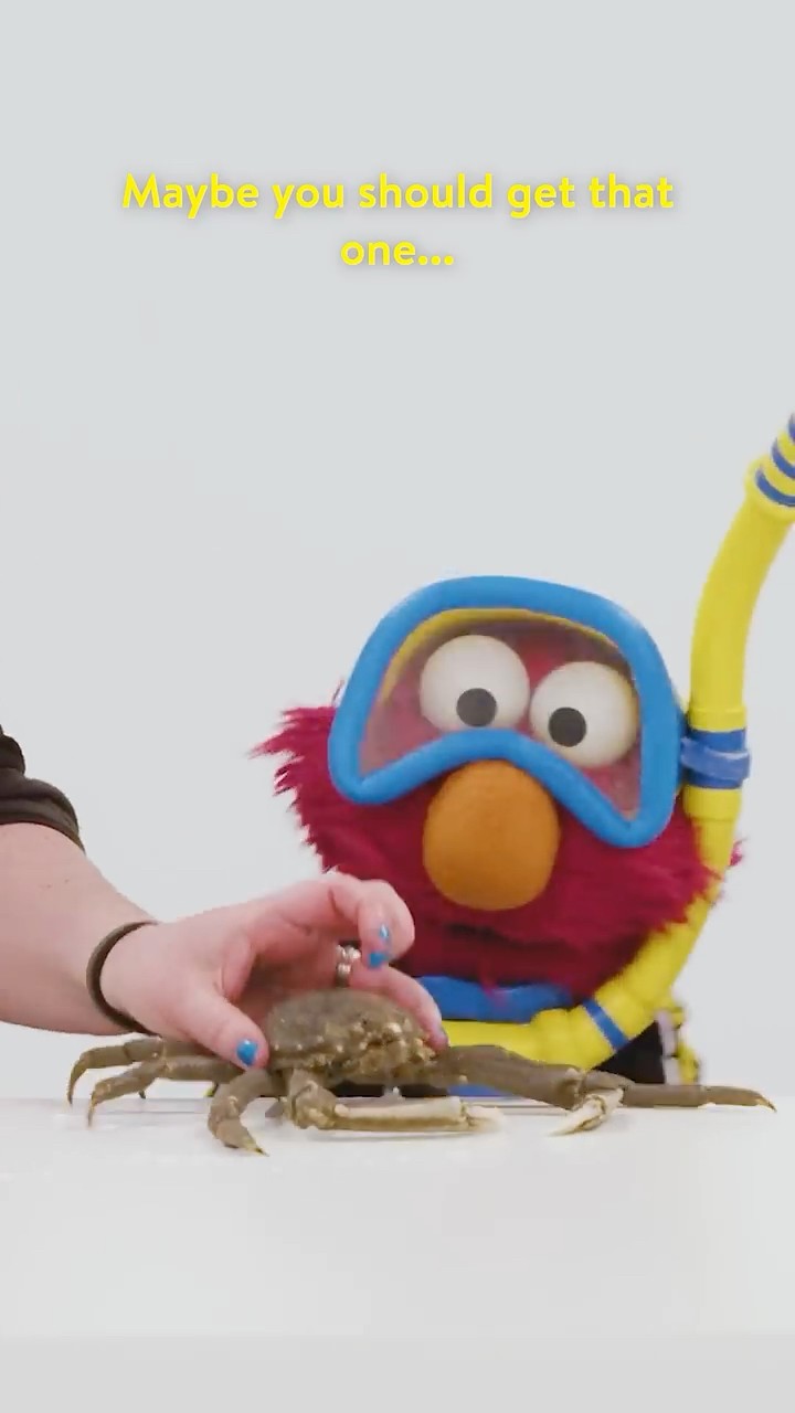 Elmo Meets Crabs ?? #sesamestreet
