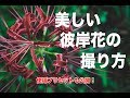 曇りでも玉ボケが撮れる?初心者でも簡単綺麗な彼岸花の撮り方!【聴覚障害者向け日本語字幕あり】