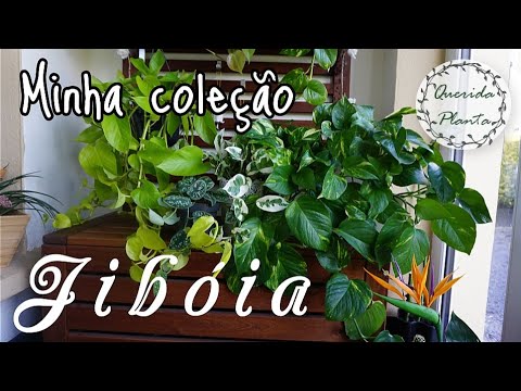 Vídeo: Informações sobre plantas mesofíticas - Aprenda sobre ambientes mesófitos