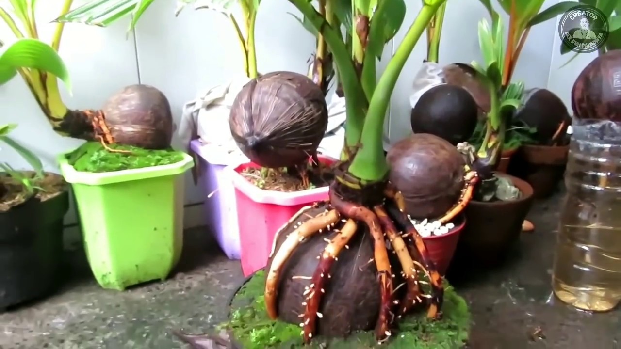 Aneka Ragam Bentuk Bonsai Logo Bonsai Kelapa Indonesia