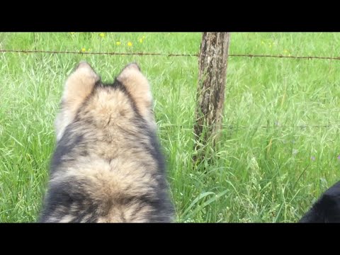 Vídeo: Els Huskies Són Fàcils D’entrenar?