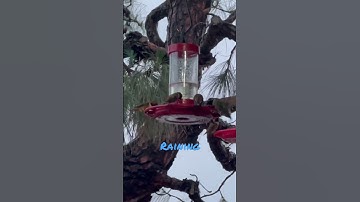 Watch This Incredible Scene: A Hummingbird Frenzy!