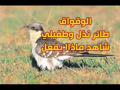 الوقواق الطائر نذل بالفطرة