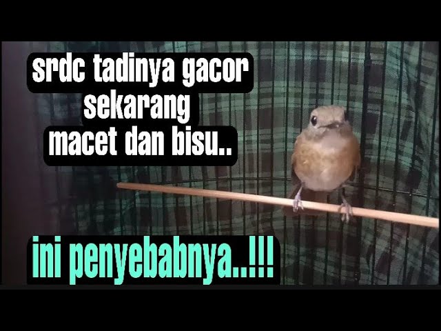 tiga penyebab srdc macet bunyi, rawatan srdc muda hutan, rawatan srdc dari ombyokan, sikatan rimba class=