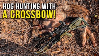 Hog Hunting with a Crossbow - TenPoint Turbo S1 screenshot 5