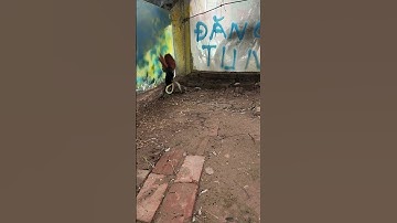 chim bìm bịp là khắc tinh của rắn hổ mang #shortvideo #snake #cobra #rắn