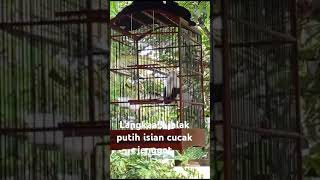 Langka Sekaliii Jalak Putih Isian Cucak Jenggot Fasihbisa Buat Masteran 
