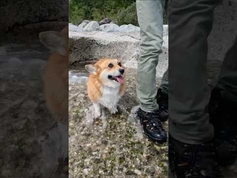 川から上がってついてくるコーギー / A corgi getting out of the river and following. #コーギー #corgi