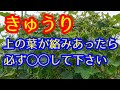【きゅうり】ネットの上の方の葉やツルが絡みあってきたら必ずコレをして下さい。