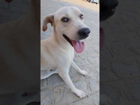 #petsfofinhos 🥰 #video
