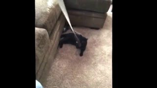 Bombay Cat playing with a ribbon 'BatCat' by BOMBAY BATCAT 79 views 8 years ago 31 seconds