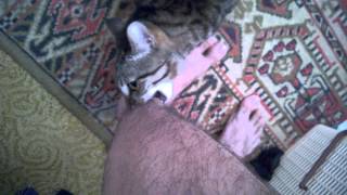 Кот-садист Кот-садист