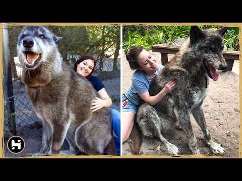 Vídeo: Top 4 testes ao escolher um cão de abrigo