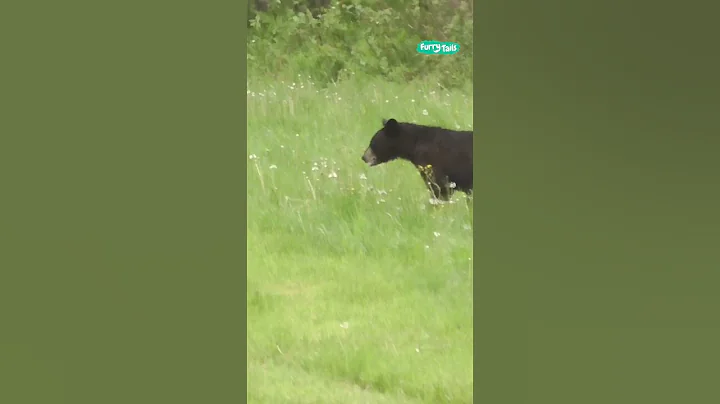 😭 Inquisitive bear gets sprayed by skunk #shorts
