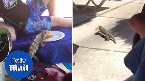 Cheeky iguana steals a little boy