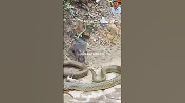 Chuột mẹ liều mình cứu được con #shortvideo #animals #dongvat #thưgiãn #pets #shorts #wildlife