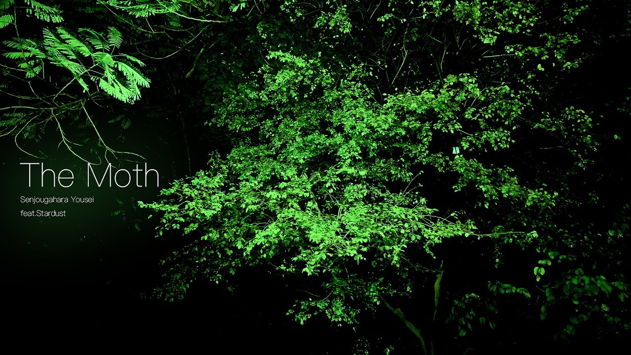 【Stardust】The Moth【Senjougahara Yousei】