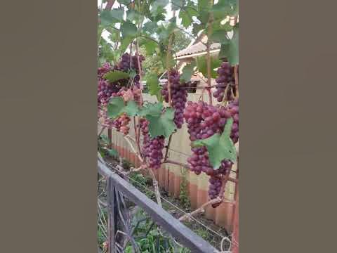 Виноград як декор. - YouTube