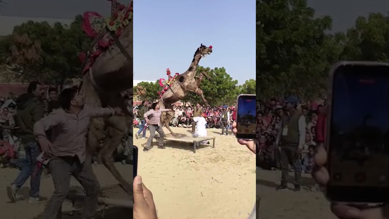 camel Dance at Bikaner #vira#camle #camle #viralvideo #viralshorts #rajasthani #MahroRajsthan