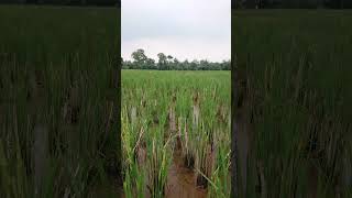 8 April 2025 Pardu Kudu Sunah Kalampah