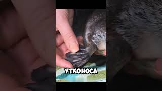 Волшебный утконос #shortvideo #funny #sound #film #animal #animals #shortsfeed #subscribe