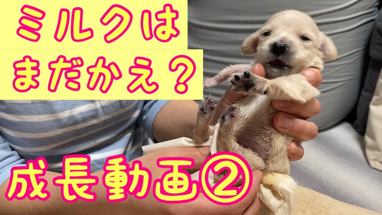 ミニチュアダックスフンド仔犬成長動画②『右前肢にハンディキャップを