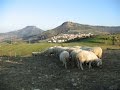 La Sardegna dei pastori il paesaggio della longevità