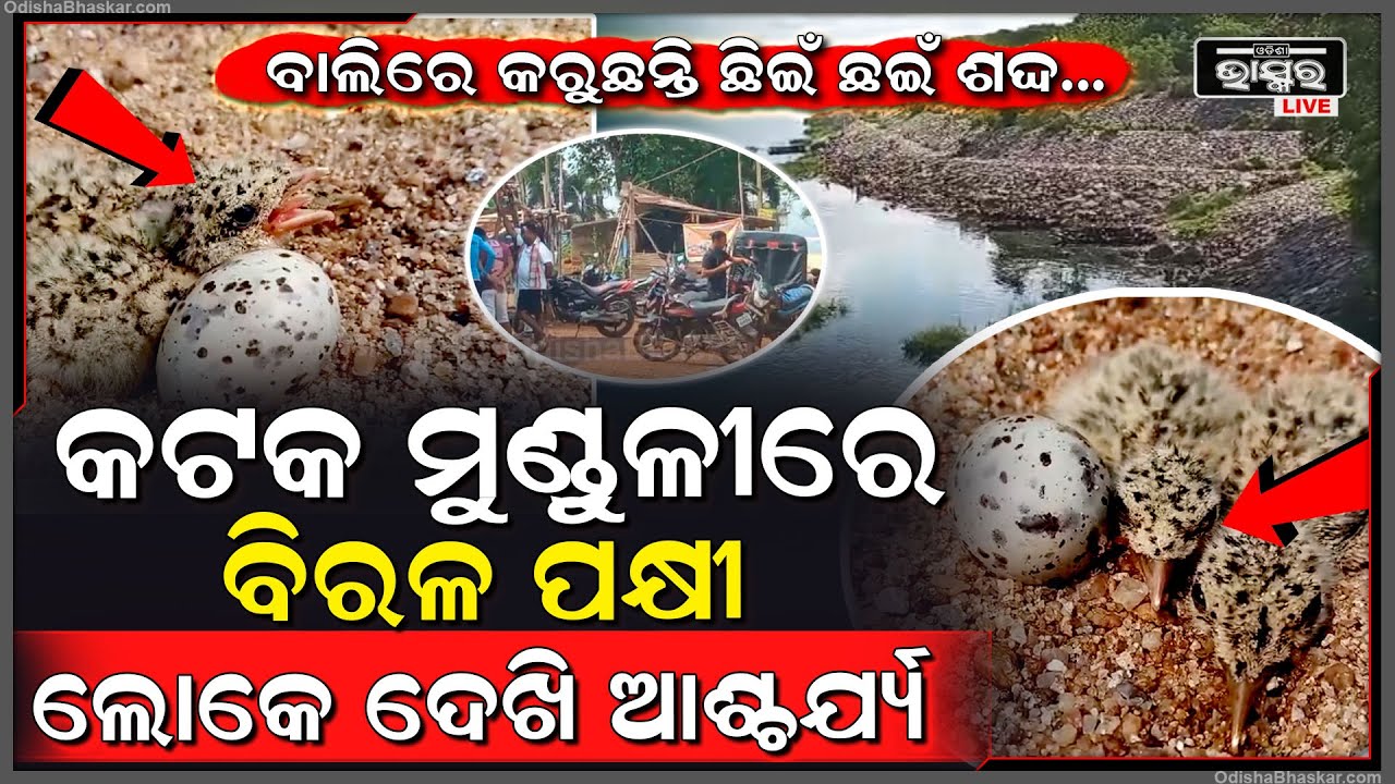 ହଠାତ୍ କେଉଁଠୁ ମୁଣ୍ଡୁଳୀକୁ ମାଡ଼ିଆସିଲେ ବିରଳ ପକ୍ଷୀ, ବାଲି ଭିତରେ ଚିଇଁ ଚିଇଁ କରି କରୁଛନ୍ତି ଚିତ୍କାର