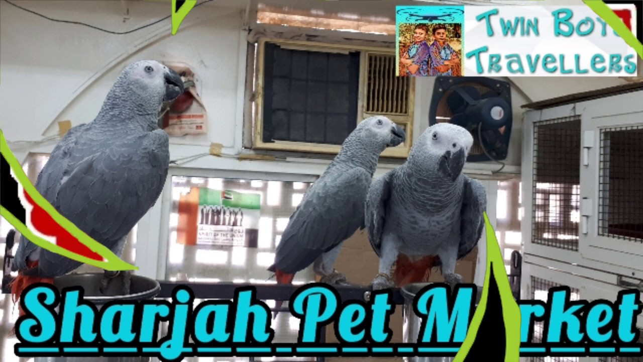 Sharjah birds and Animal market YouTube