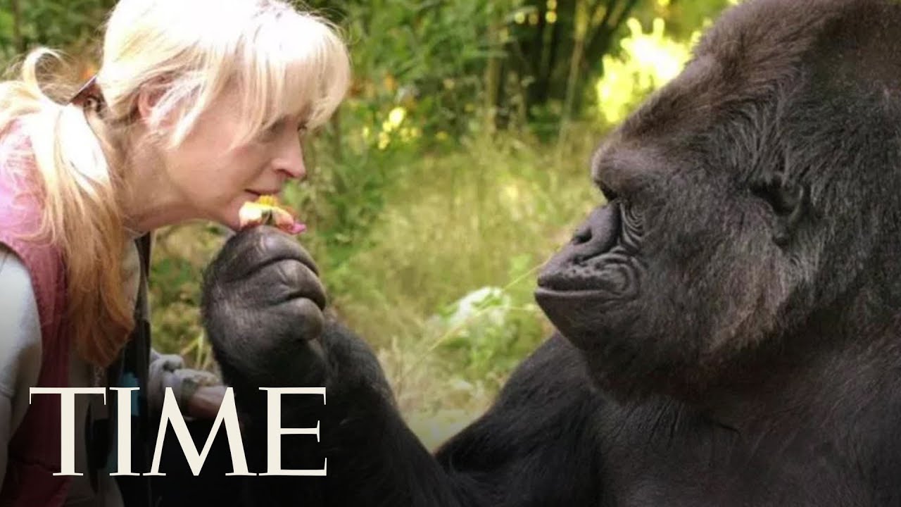 Koko, the Gorilla Who Knew Sign Language, Dies at 46