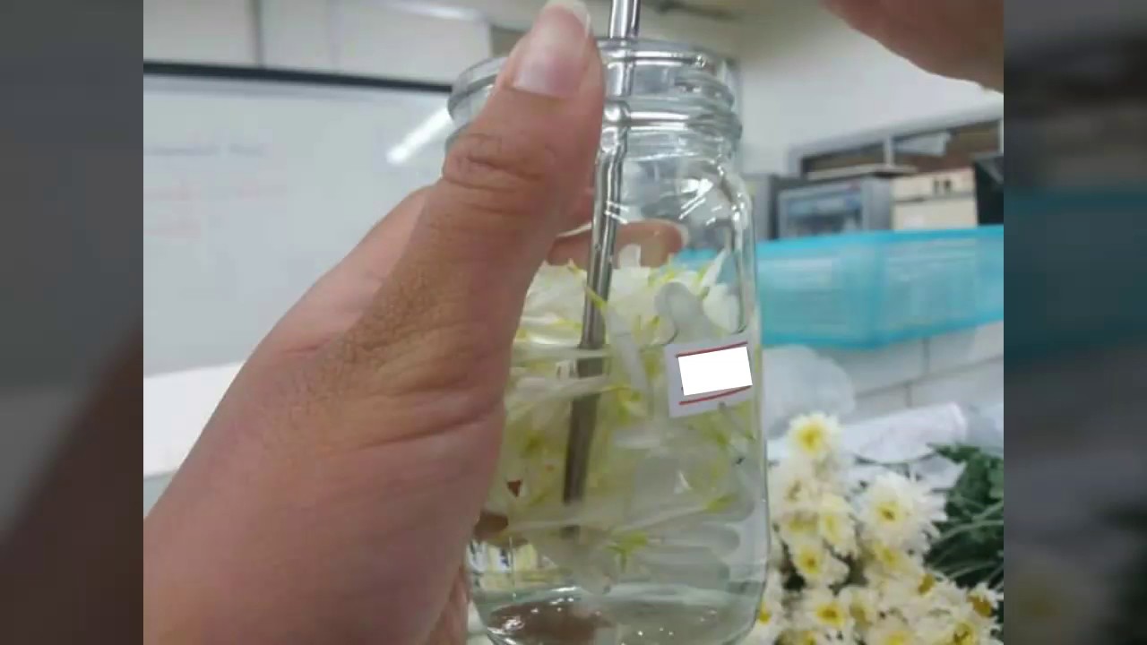 Chrysanthemum Tissue culture YouTube