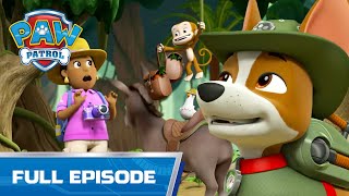 Pups Save Mayor Goodway In The Jungle | 510 | Paw Patrol Full Episode | Cartoons For Kids