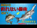 魚がスレる理由、コレです　科学で明らかにした「魚の個性」【前編】