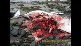 Minke Whale washed up @ Whitehills beach