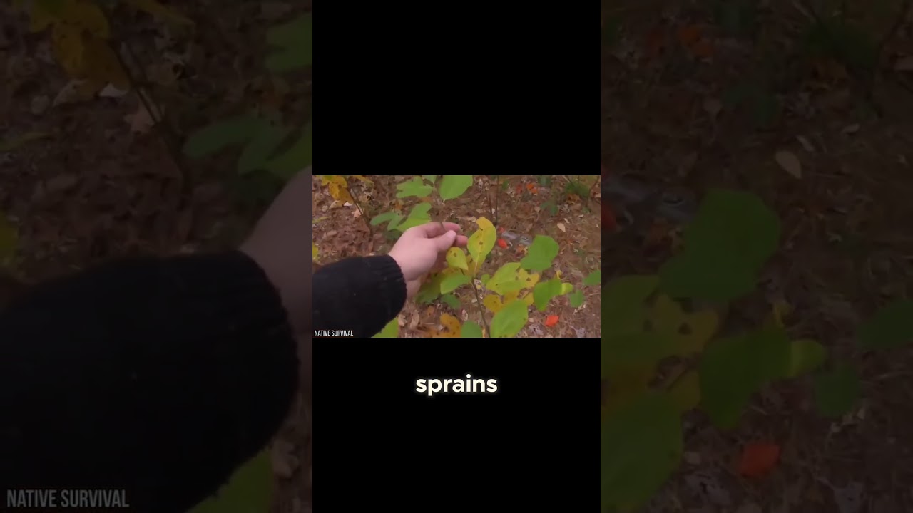 Sassafras Oil  The Banned Herbal Supplement! 