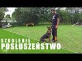 Szkolenie posłuszeństwo psa - Jak wygląda w szkole dogfabric.pl ?