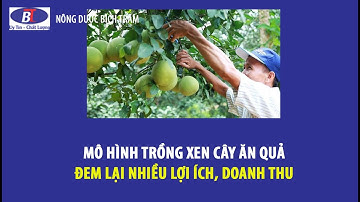 MÔ HÌNH TRỒNG XEN CÂY ĂN QUẢ ĐEM LẠI NHIỀU LỢI ÍCH, DOANH THU CHO NÔNG DÂN