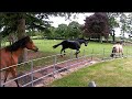 Apollo Telling Bella to remember her place in His Herd, he doesn&#39;t like Bella bullying Farouk