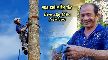 Thót Tim Nhìn Vua Khỉ Miền Tây Cưa Cây Dầu Siêu Cao. Saw a tall dipterocarpus alatus tree