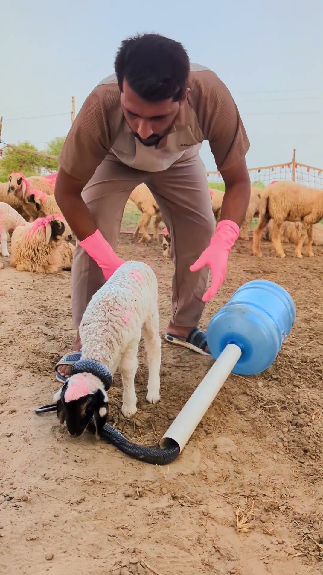Rescue Boy Works Hard to Save the Lamb