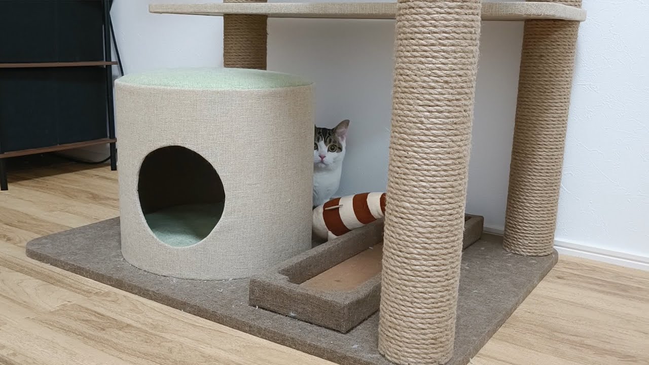 ○○をしたら愛猫に敵と認定されてしまいました