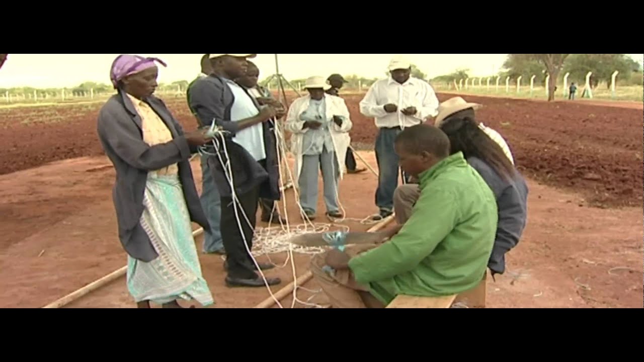 WEMA Water Efficient Maize for Africa YouTube