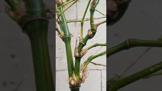 Download Lagu keanehan ++ keunikan bambu kuning yang berwarna hijau MP3