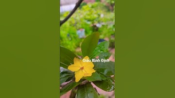 Mặt bông mai giảo Bình Định, cúc thọ hương #caymienque #maimienque