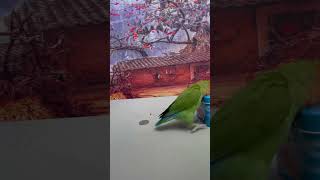 Bird Training : Smart Lovebird Parrot | Smart Little Cute Parrot #Training #Smartparrot #Cute