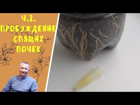 ч. 2. Пробуждение спящих почек.