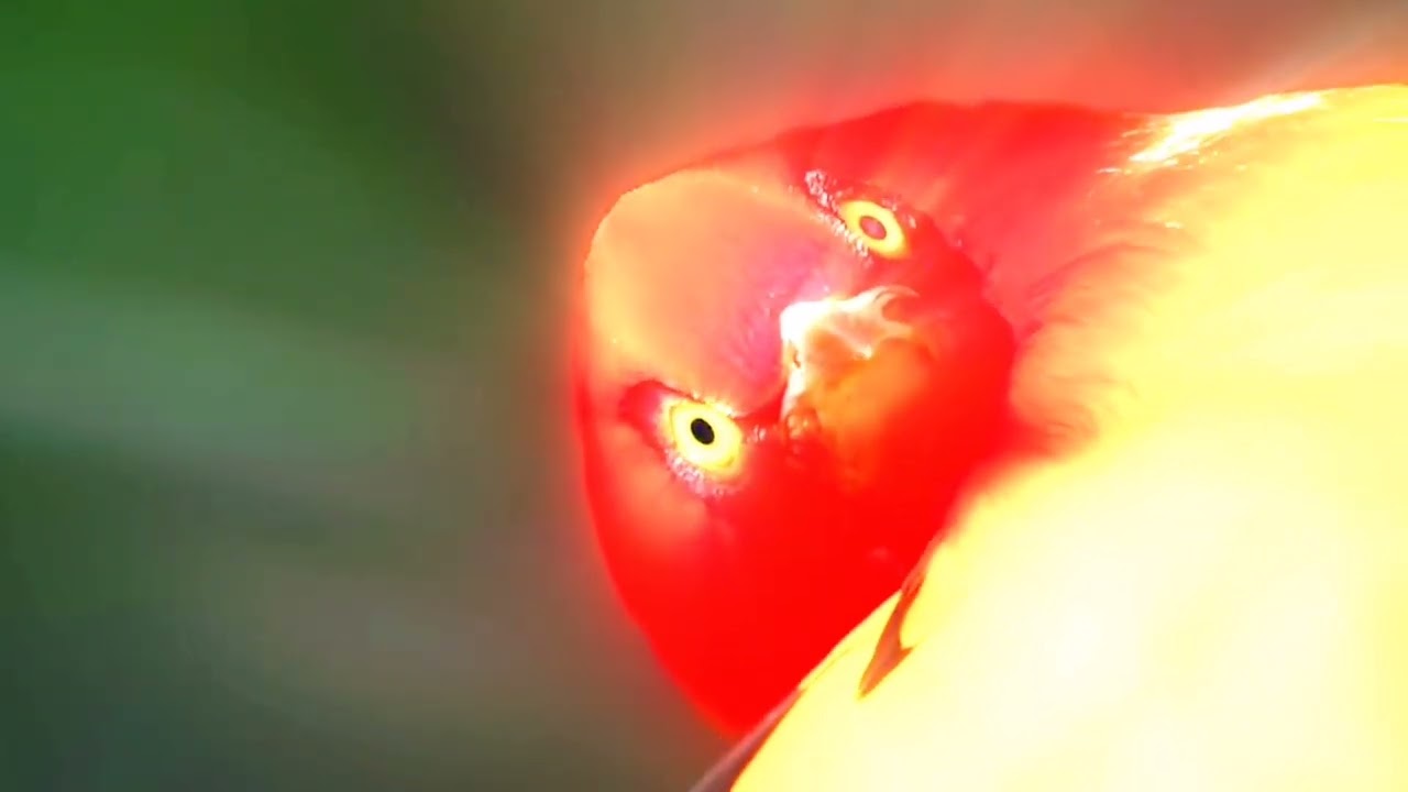 The Cee O Funk Band - Full of love