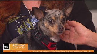 Furry Friend Finder: Cali