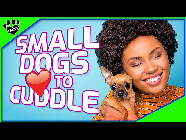 9 Miniature Dog Breeds That Have a Big Appetite for Cuddles