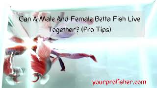 Can A Male And Female Betta Fish Live Together